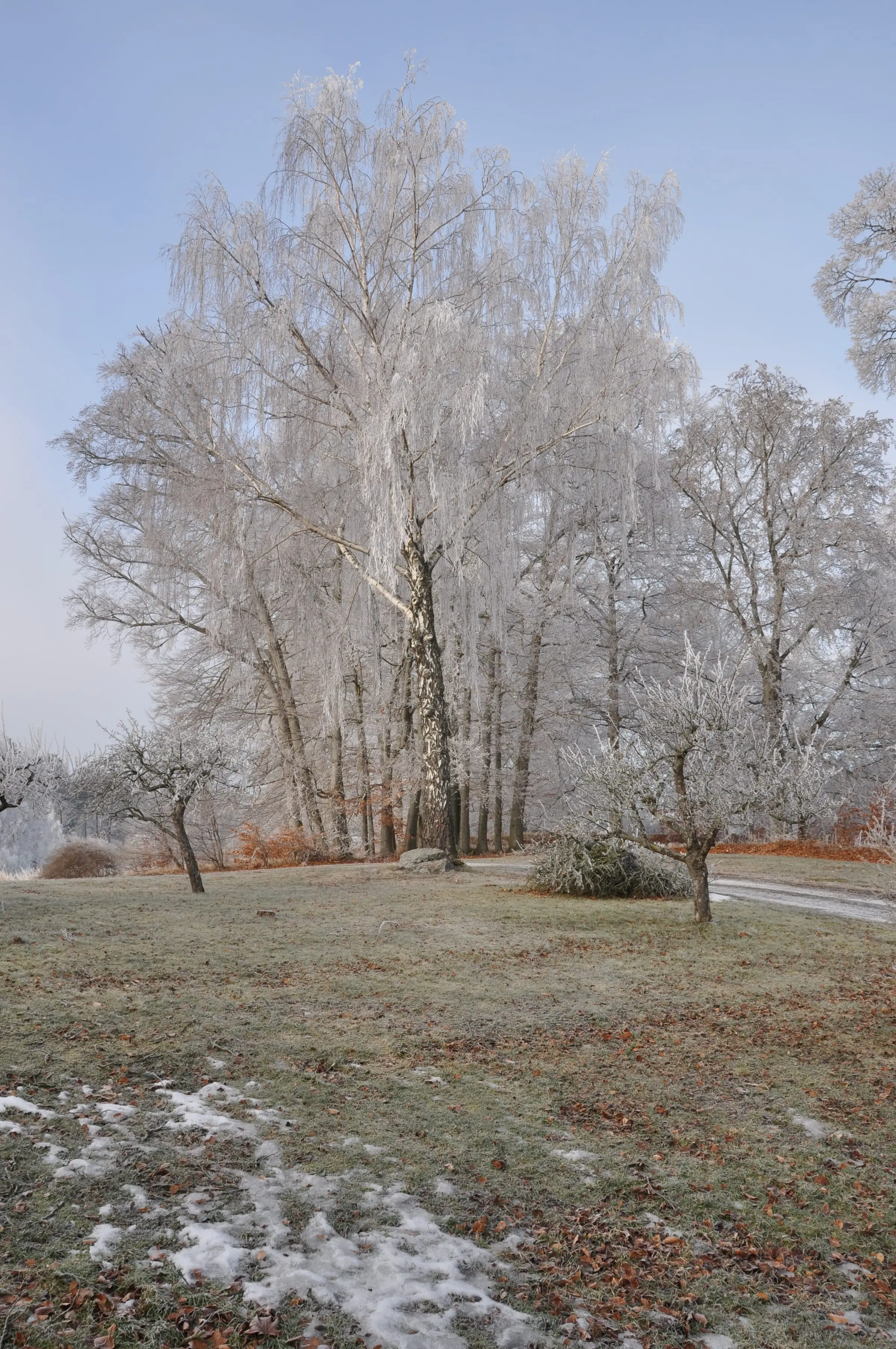 Rimfrostiga träd över en öppen gräsyta i Blynäsparken.